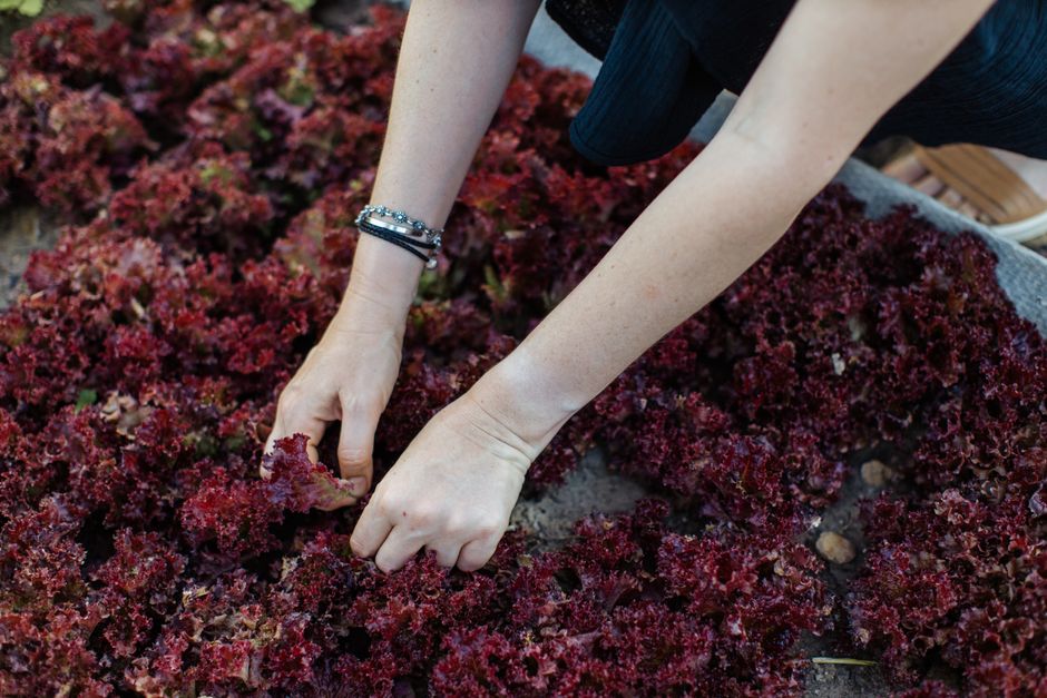 Close-up of a person harvesting red lettuce leaves in a garden setting.