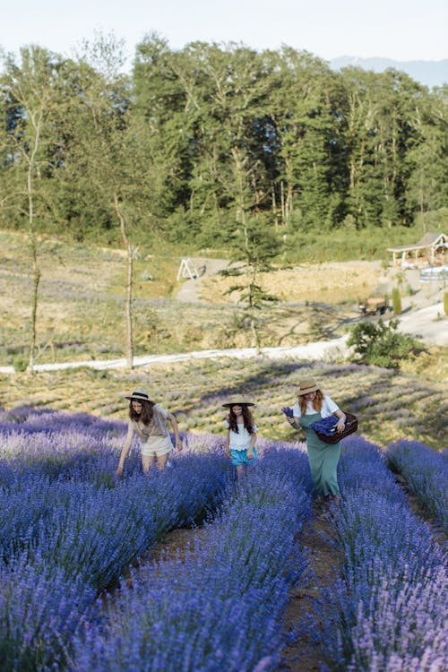 Free People Walking on Purple Flower Field Stock Photo