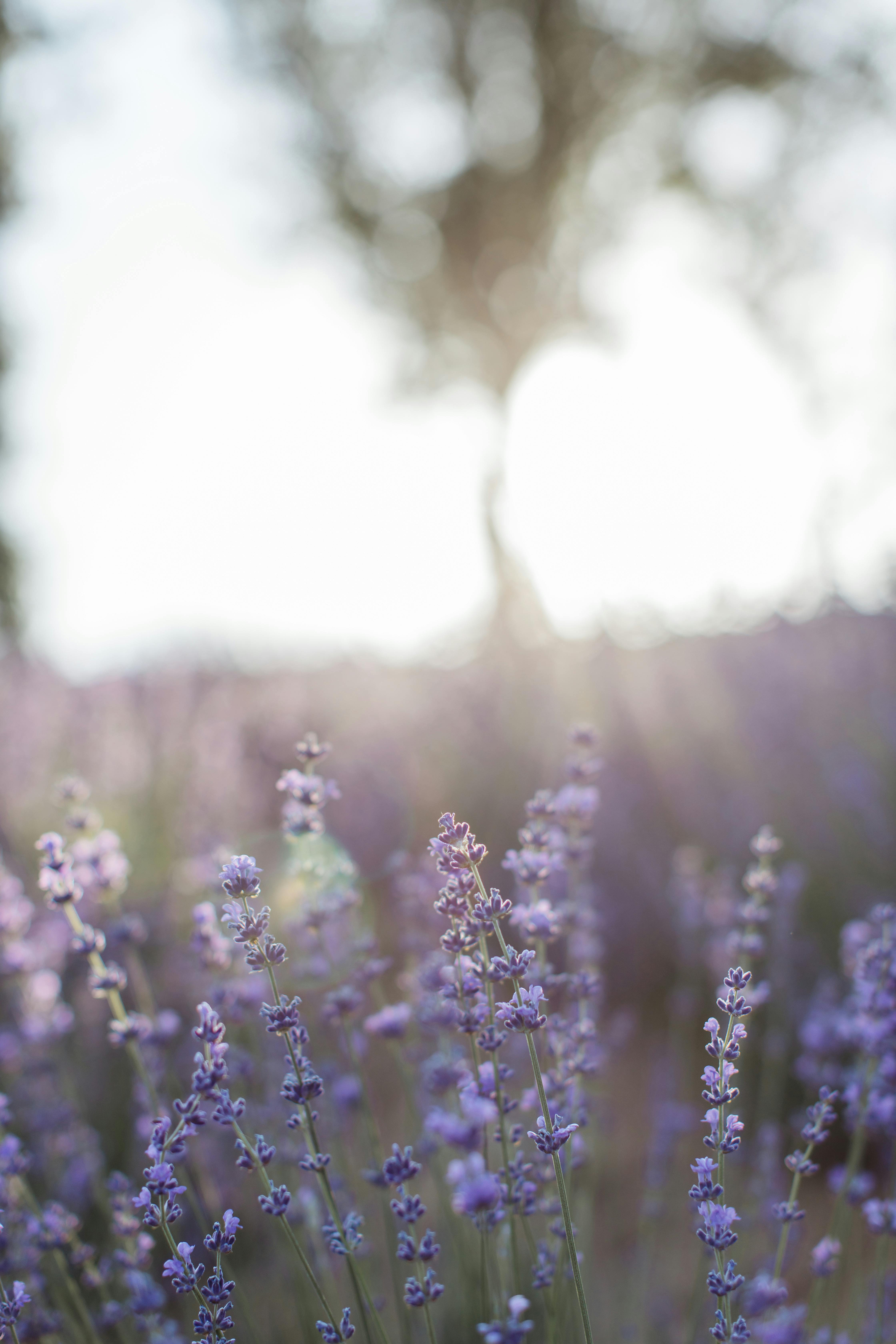 Free Lavender Wallpapers  Wallpaper Cave
