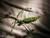 Green Plant on Gray Textile