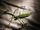 peas
