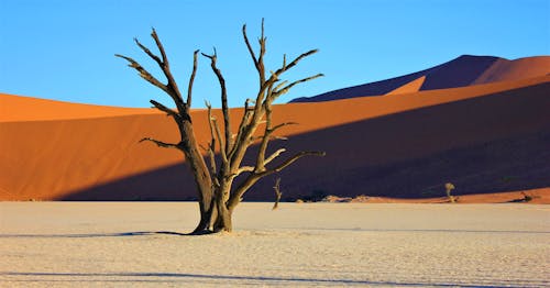 Free Bare Tree in Desert Stock Photo
