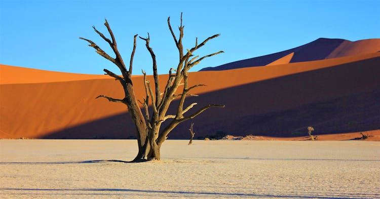 Bare Tree In Desert