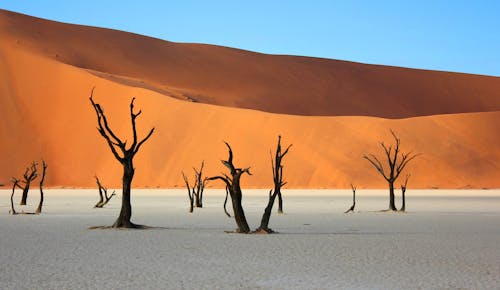 Free Bare Trees in Desert Stock Photo