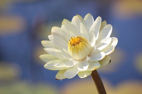 Бесплатное стоковое фото с белый цветок, ботаника, весна