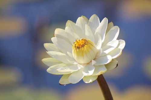 Free Close-up of a blooming white lotus flower in a tranquil water setting, perfect for zen and meditation themes. Stock Photo
