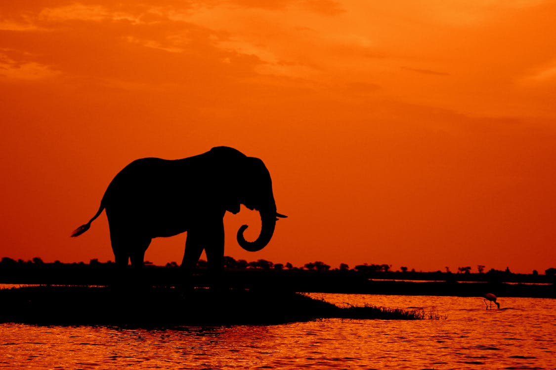 Free Silhouette of Elephant during Sunset Stock Photo