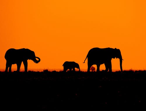 Kostnadsfri bild av afrika, afrikansk elefant, apelsin