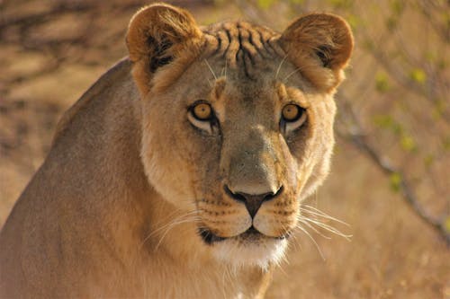 Free Portrait of Lioness Stock Photo