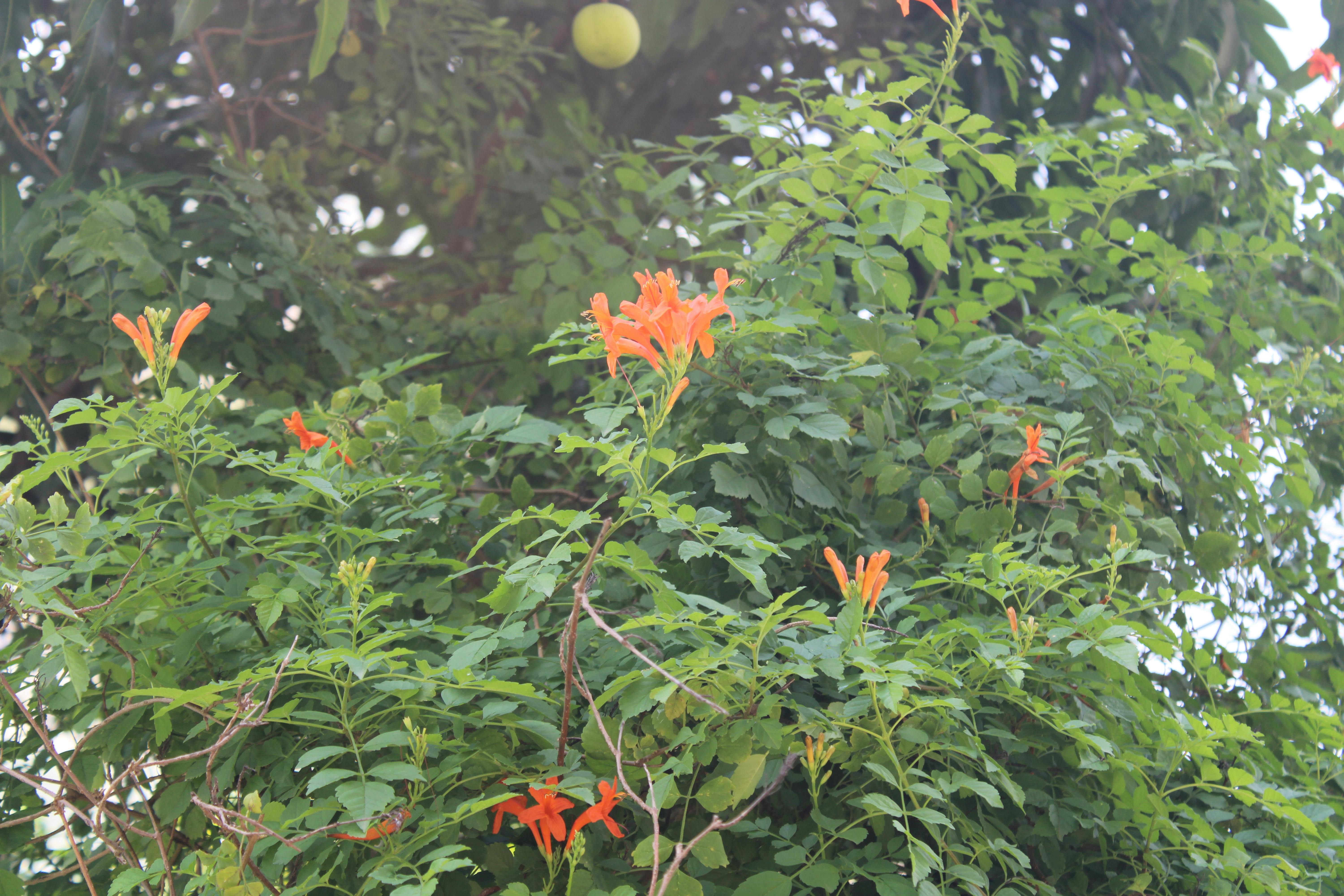 rivers trumpet vine