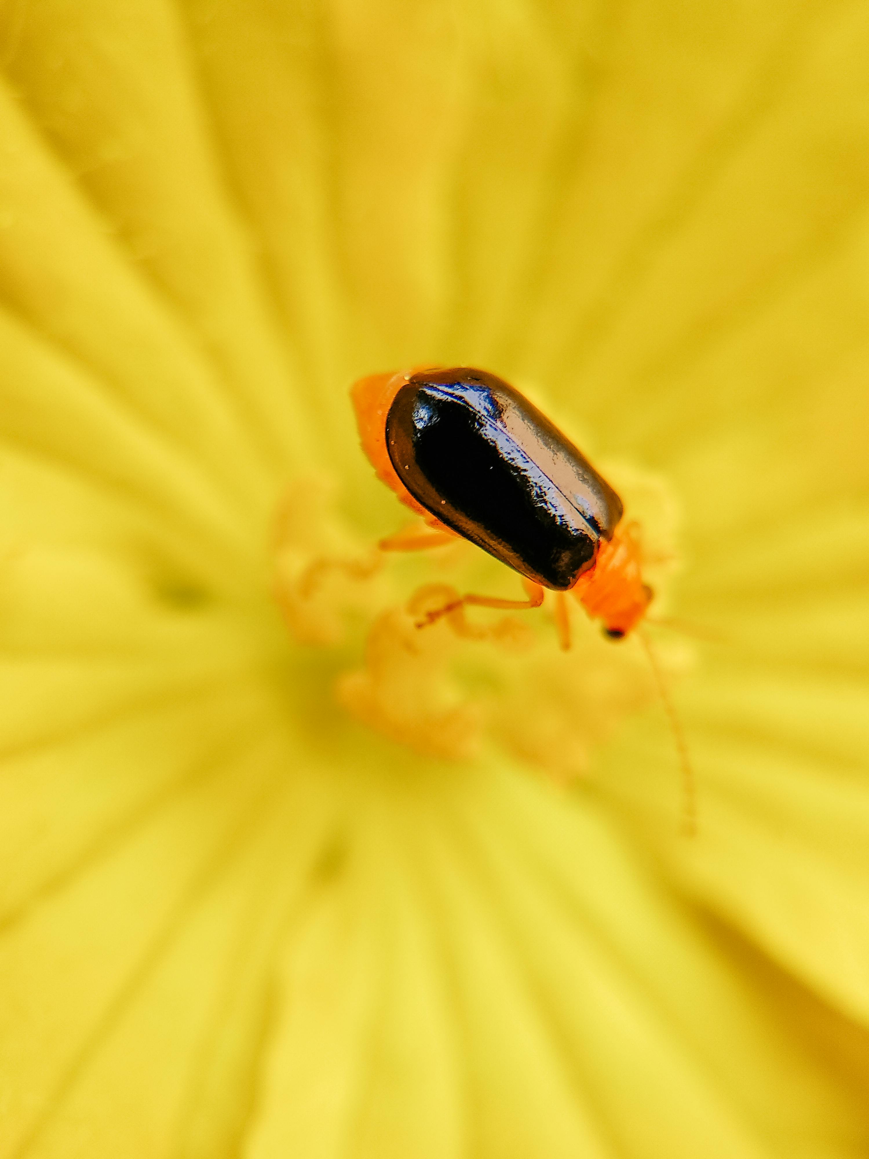 Macro Photography of an Insect · Free Stock Photo