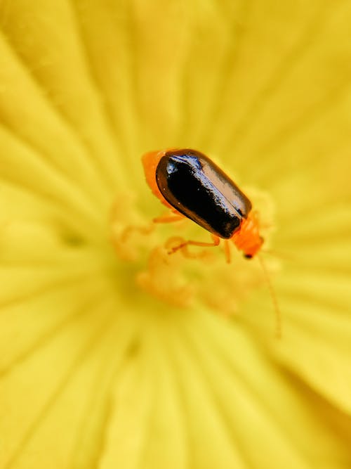 Macro Photography of an Insect