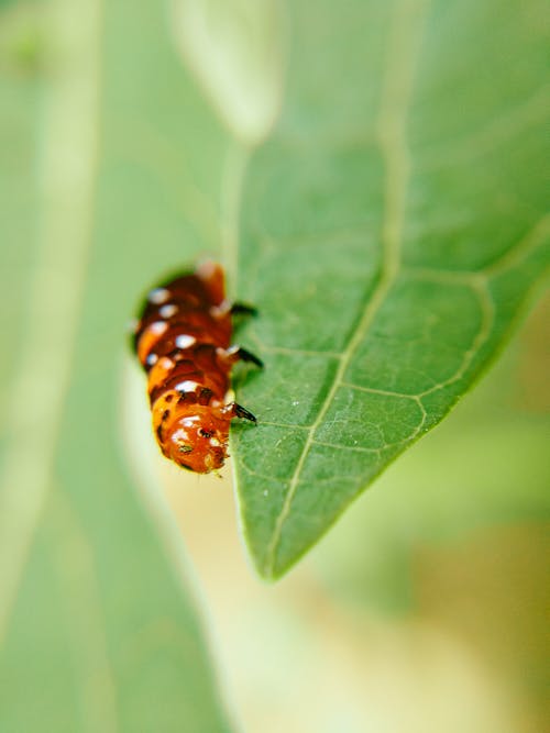 Macro Photography of an Insect