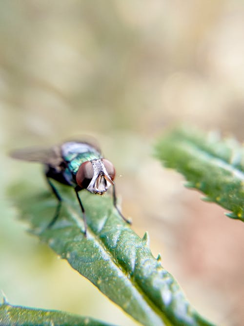 Macro Photography of a Green Fly Perched on a Leaf