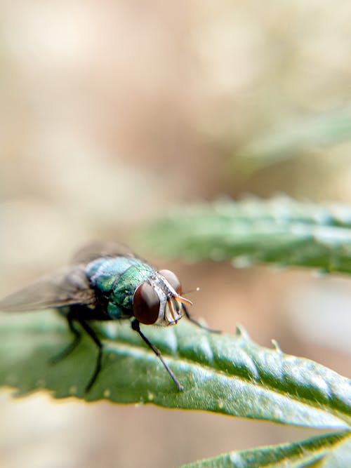 Free Green Fly Perched on Green Leaf Stock Photo