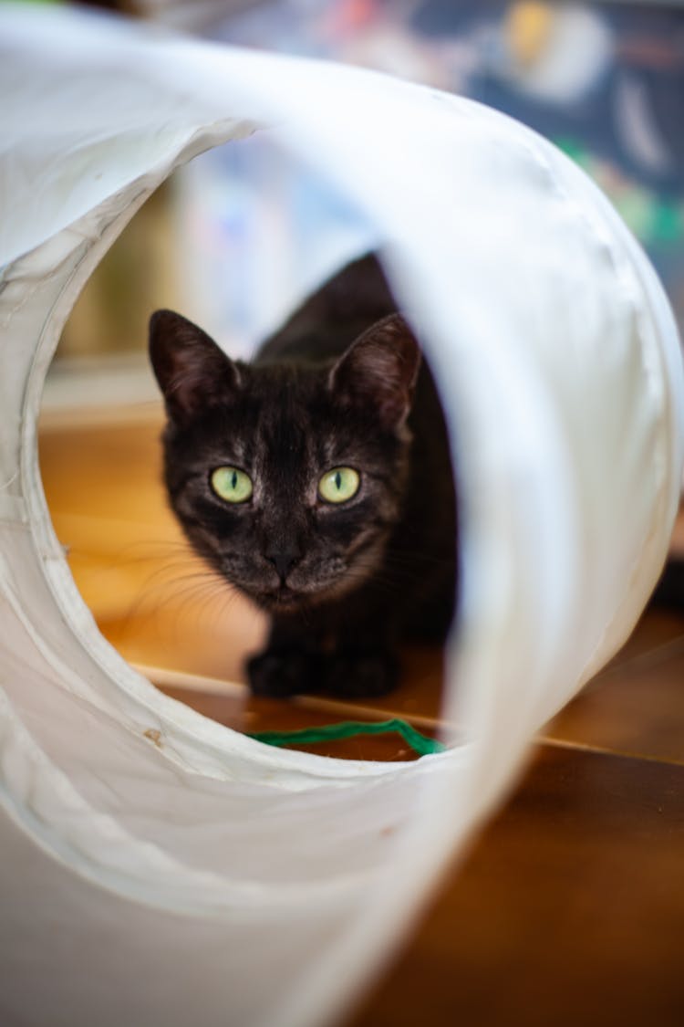 Black Cat Looking Through White Lampshade