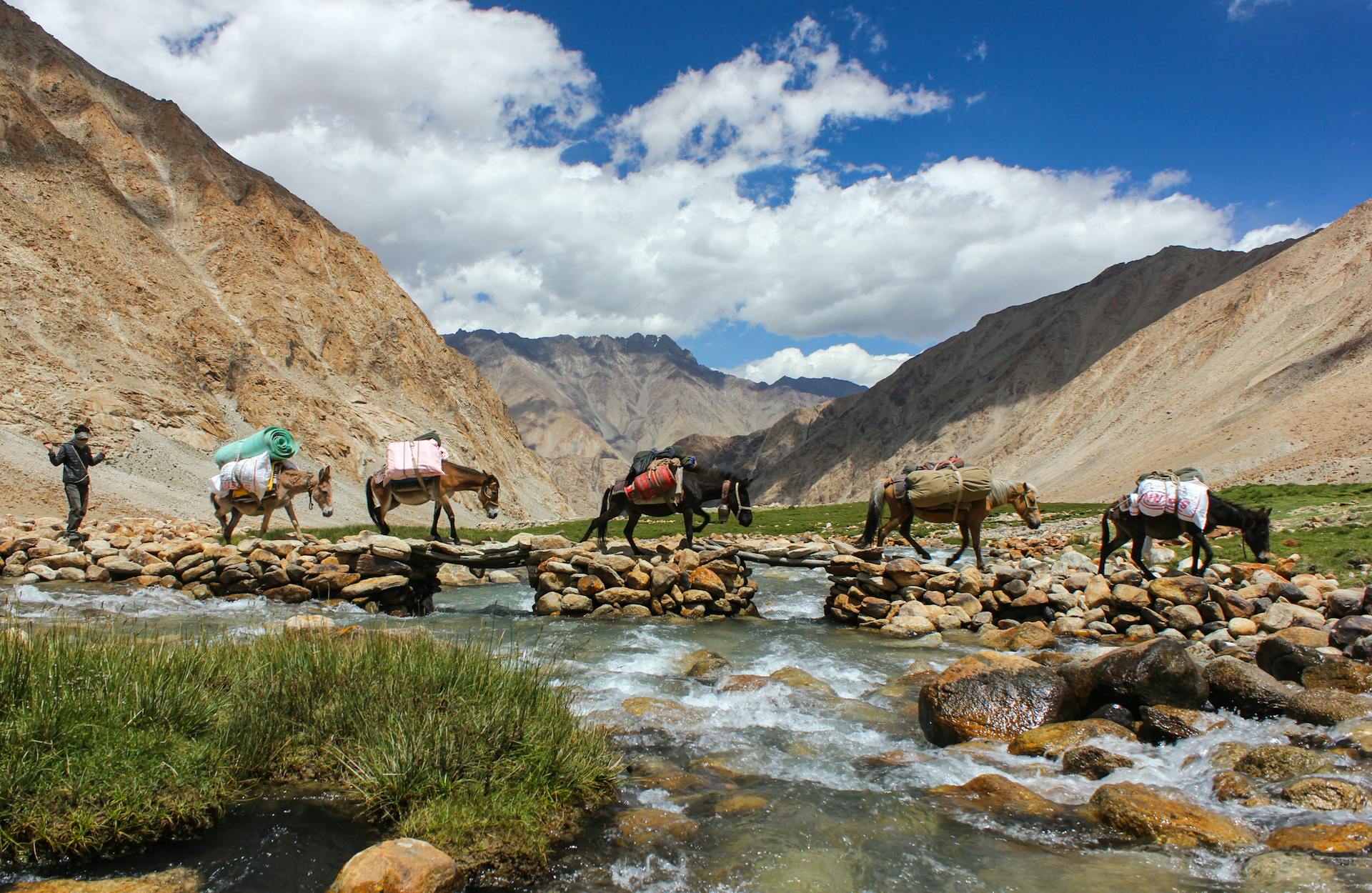 Group of animals and nomad crossing flowing river with stony coast located among high mountains while travelling over world