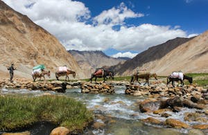Group of animals and nomad crossing flowing river with stony coast located among high mountains while travelling over world