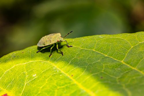 Free Detailed view of a green shield bug (Palomena prasina) on a vibrant green leaf. Stock Photo