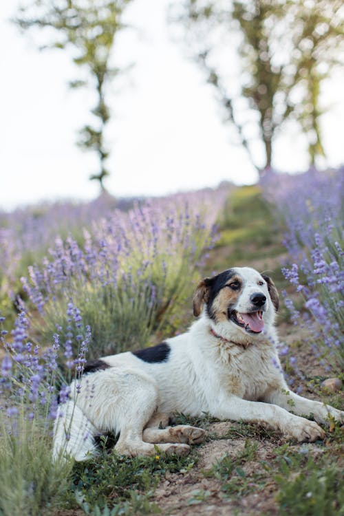 Free White Dog Sitting on the Ground Stock Photo