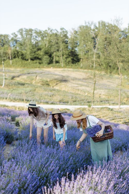 Free Three women enjoy lavender picking in a sunny field, showcasing serene lifestyle. Stock Photo