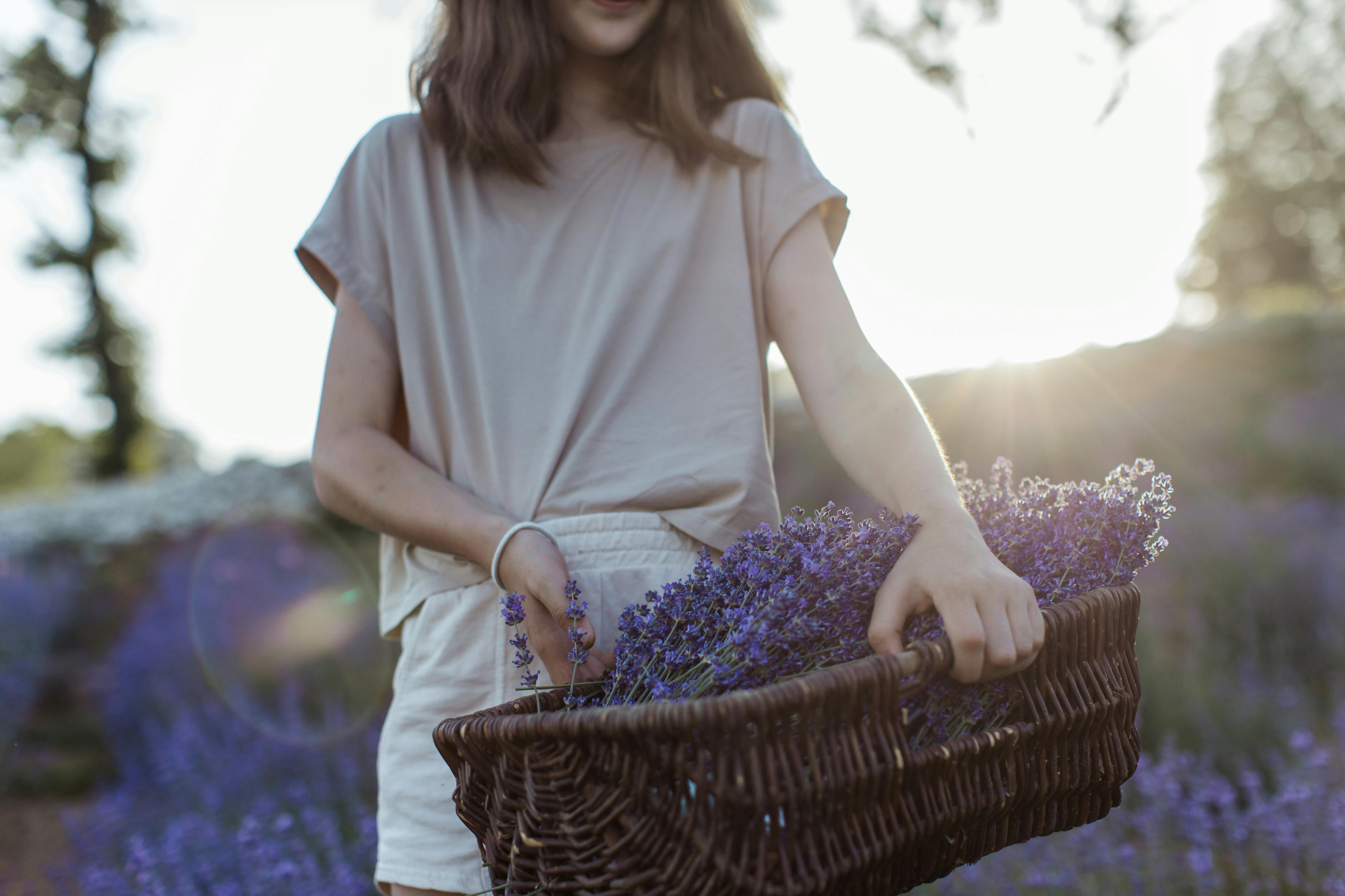 日出时分，一名妇女拿着装满熏衣草花的篮子，走在宁静的田野里