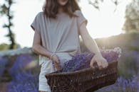 日出时分，一名妇女拿着装满熏衣草花的篮子，走在宁静的田野里