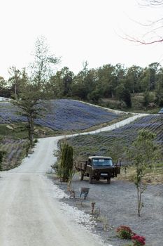 一辆老式皮卡车停在蜿蜒的道路上，穿过风景优美的乡村，那里有熏衣草田