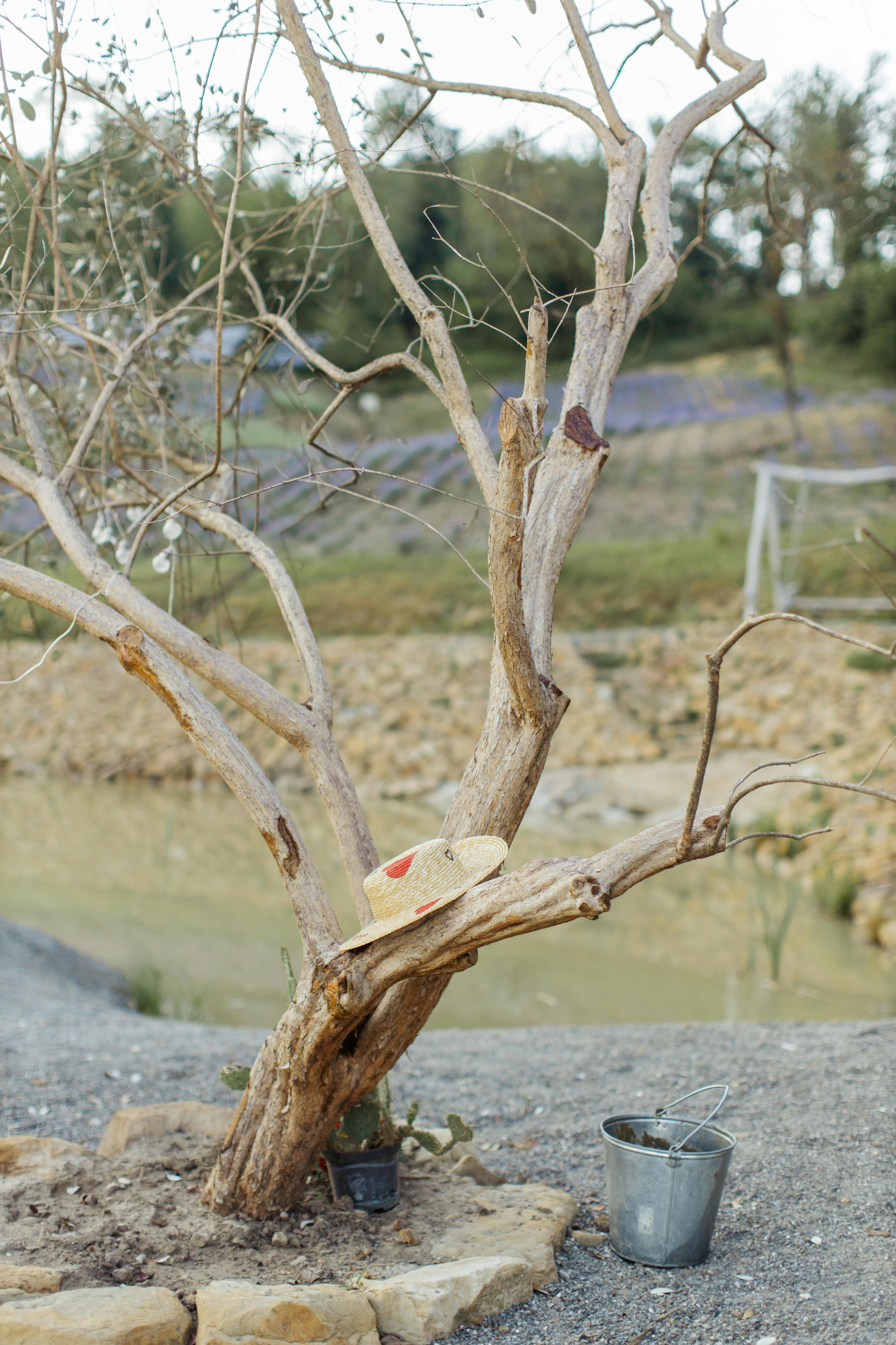 brown leafless tree