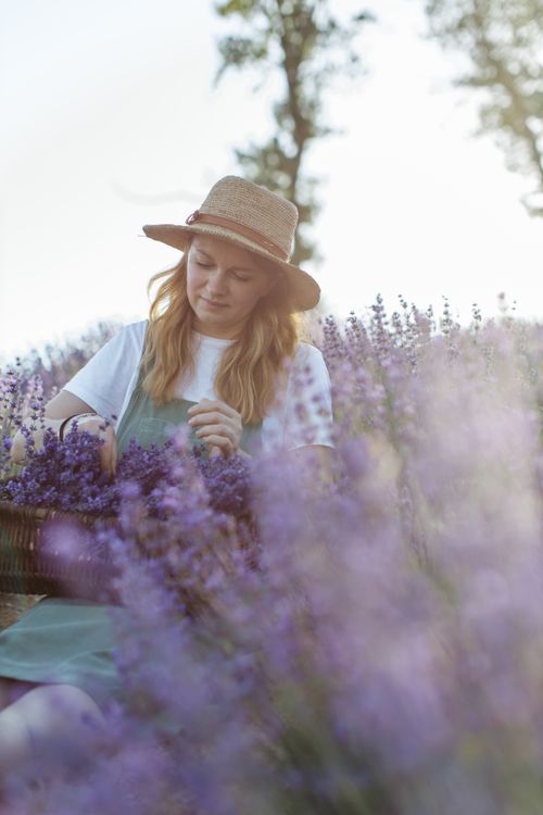 Free A young woman in a straw hat harvesting lavender in a sunlit field during summer. Stock Photo