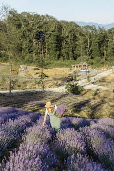 阳光明媚，一名女子手持薰衣草茎站在薰衣草田里