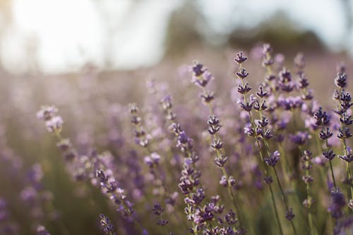 Purple Flower Buds in Tilt Shift Lens