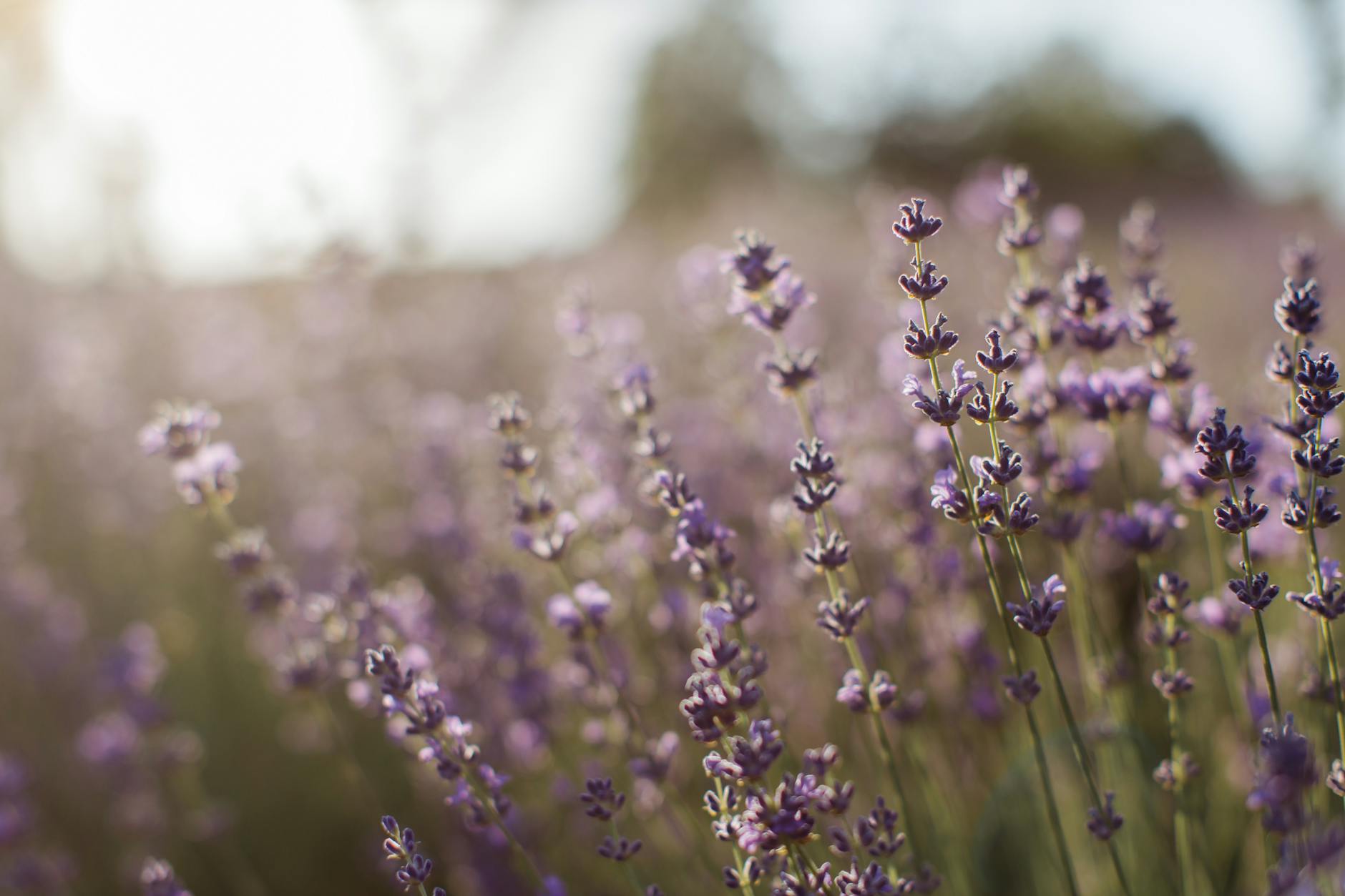 Purple Flower Buds in Lavender Field