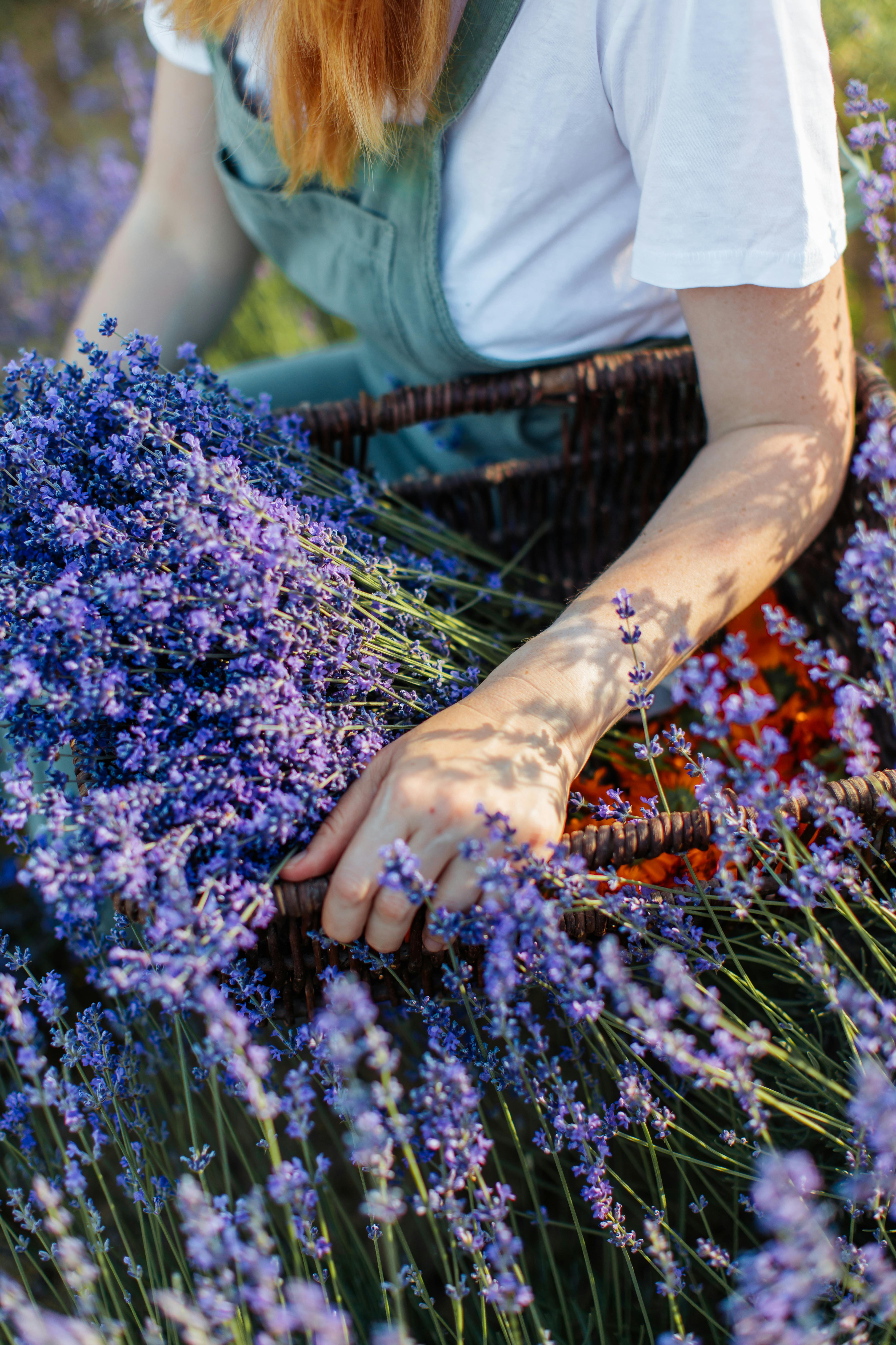Woman in green apron gathering lavender flowers outdoors in a summer garden.