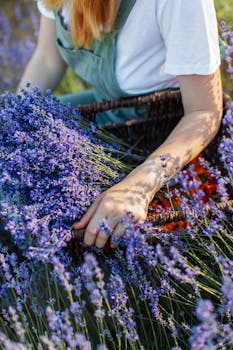 夏季花园里，一位穿着绿围裙的妇女正在采集熏衣草花