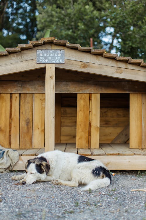 Free Dog Sleeping Outside the Wooden Dog House Stock Photo