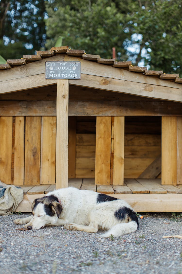 Dog Sleeping Outside The Wooden Dog House