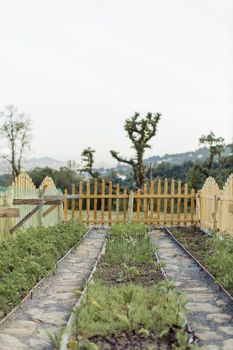 Quiet rural garden with footpath, wooden fence, and green plants under a clear sky.