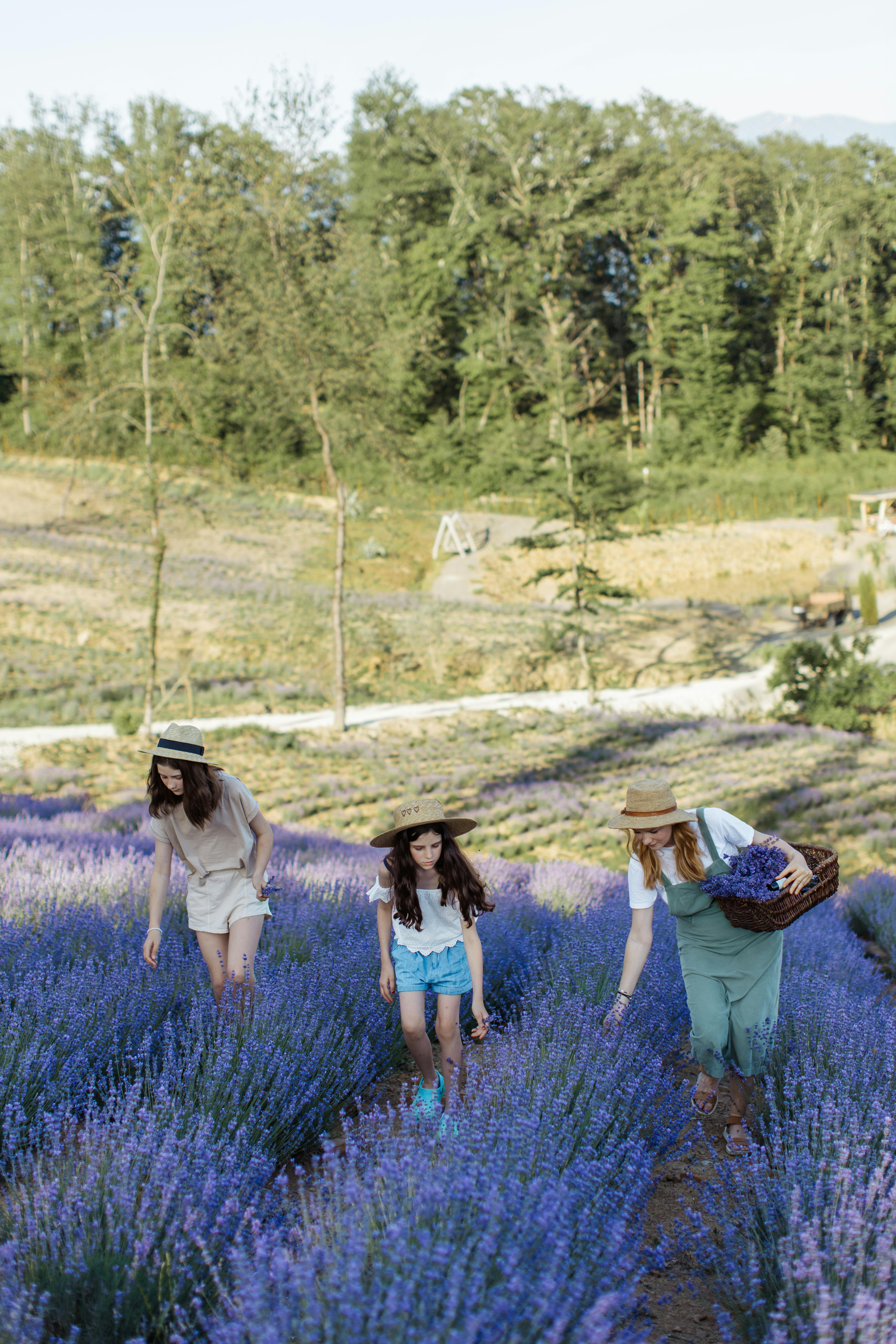 在风景优美的田野里采摘薰衣草，是一次快乐的家庭亲密体验