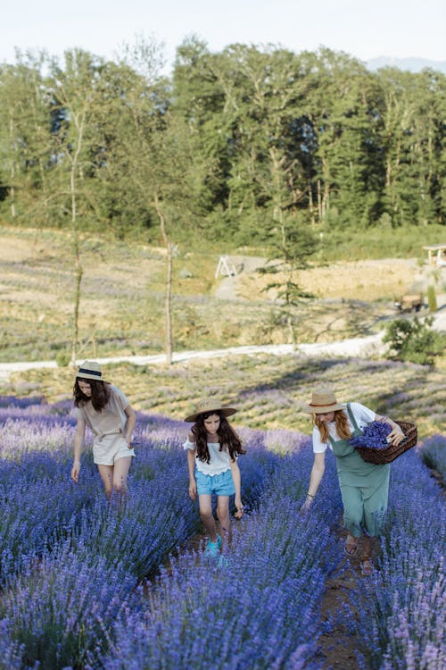 Free Women Picking Lavenders on a Flower Field Stock Photo