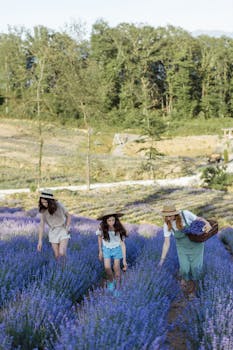 在风景优美的田野里采摘薰衣草，是一次快乐的家庭亲密体验