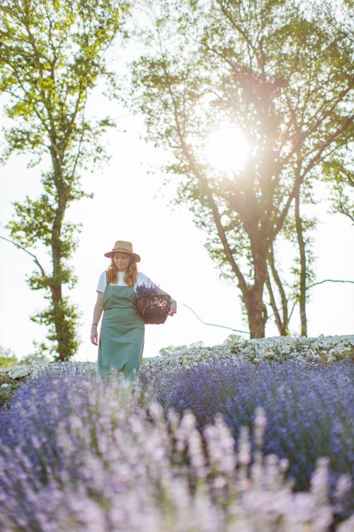 Free Woman Carrying Basket Full of Flowers Walking on a Lavender Field Stock Photo