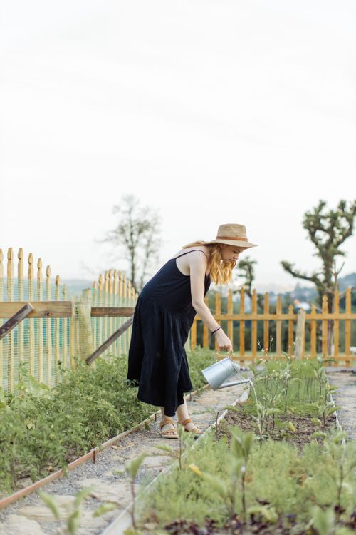 Free A woman in a black dress and hat waters plants in a sunny spring garden. Stock Photo