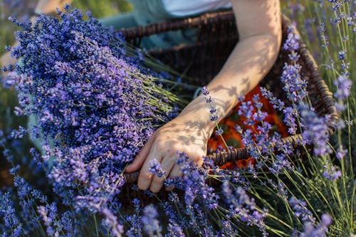 Person Carrying Basket Full of Lavender Flower