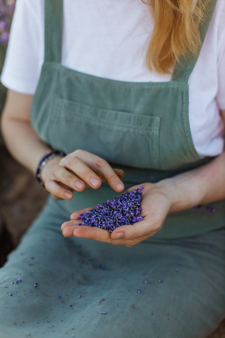 A Person Holding Handful Of Lavender Buds