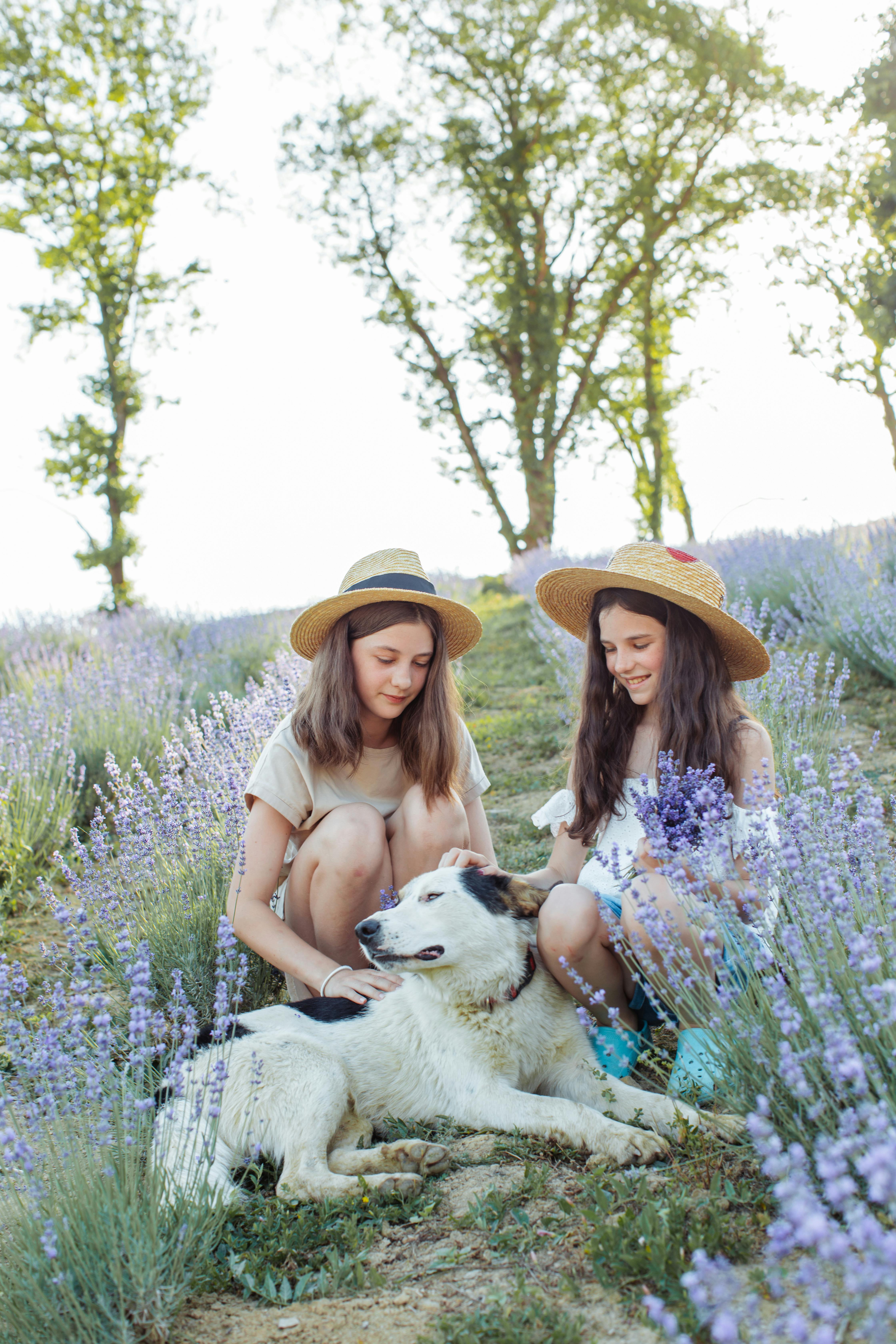 两个女孩坐在薰衣草田里，在晴朗的天空下抚摸着一只狗