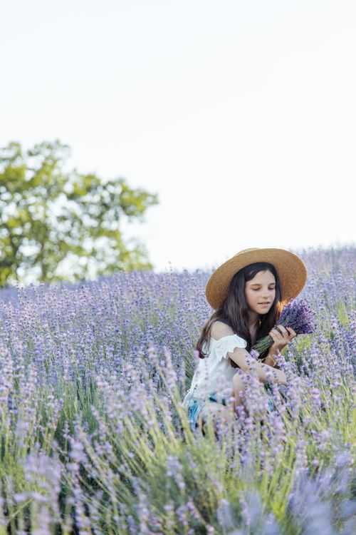 Free A young woman in a white blouse and brown hat picks lavender flowers on a sunny summer day. Stock Photo