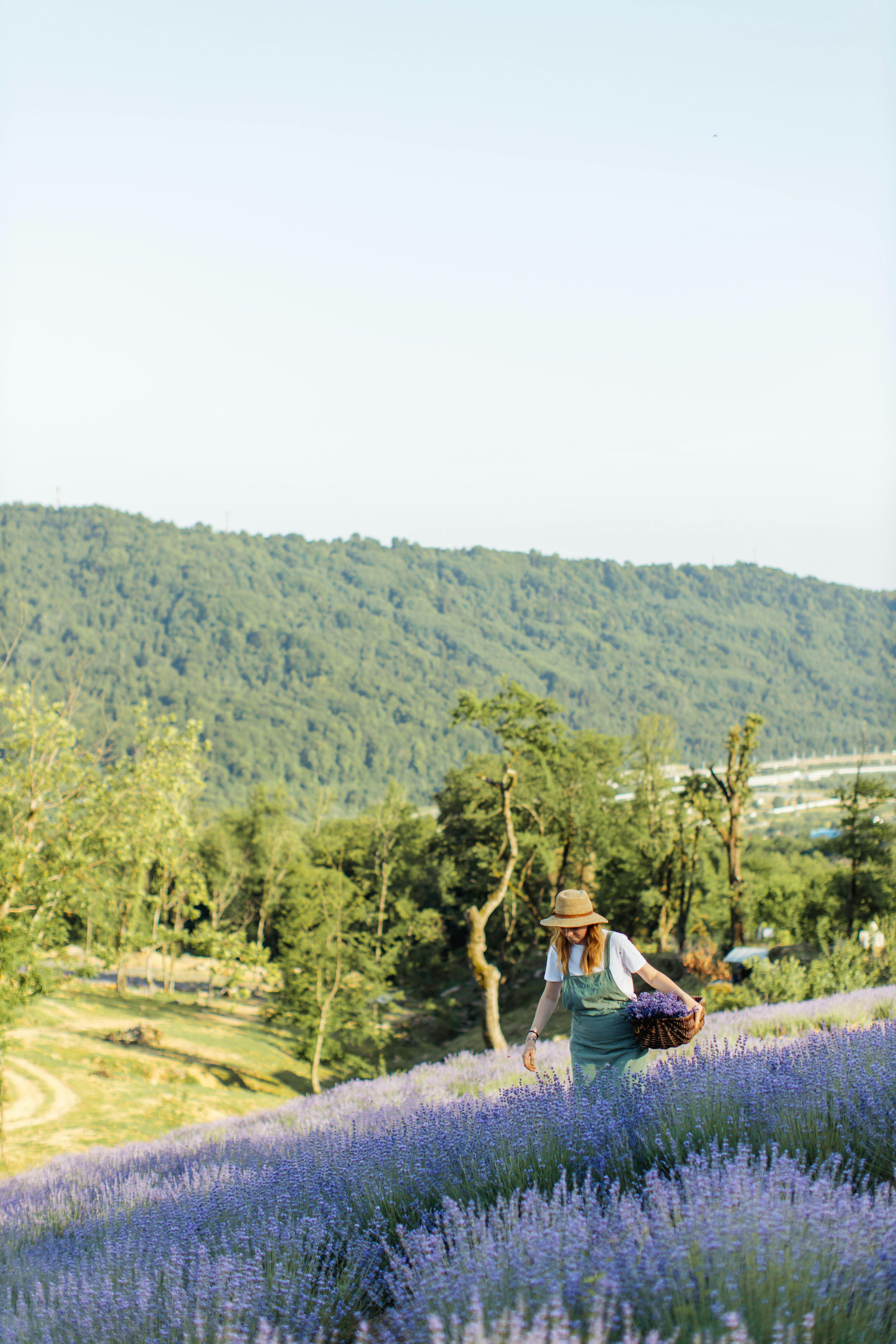 明亮的天空下，一名女子走过宁静的薰衣草田野