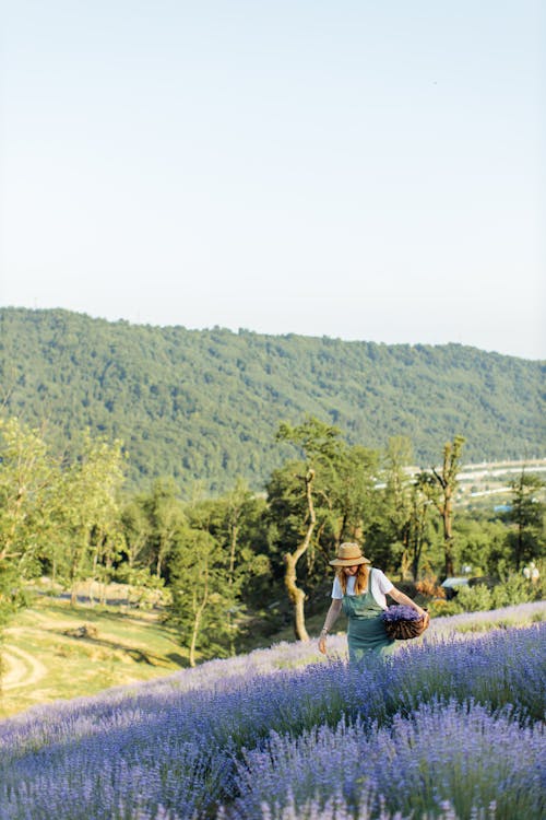 Free A Woman Carrying a Basket Full of Lavender Flowers Walking on the Field Stock Photo