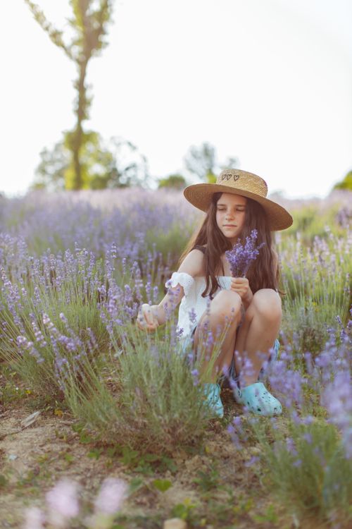 Free A young girl in a straw hat picking lavender flowers in a sunny field, surrounded by blooming lavender plants. Stock Photo